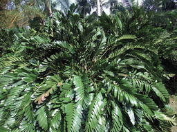 Plant at the Xinglong Tropical Garden
