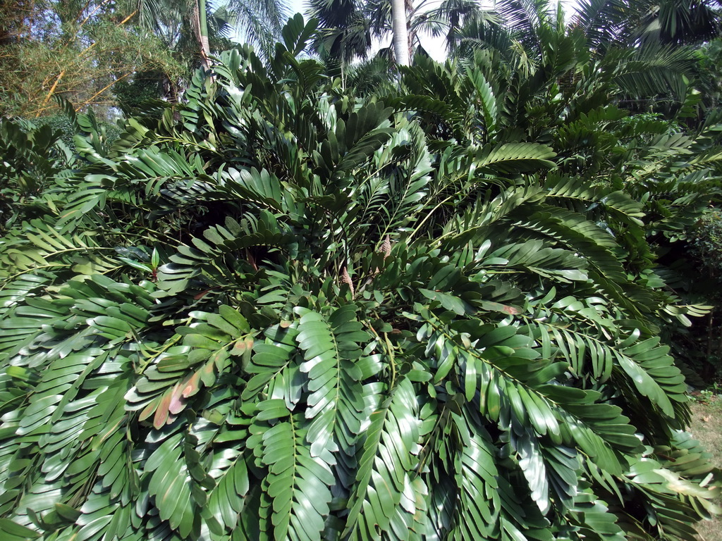 Plant at the Xinglong Tropical Garden