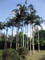 Palm trees at the Xinglong Tropical Garden