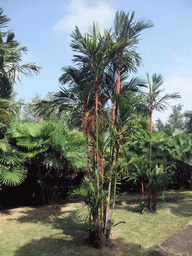 Trees at the Xinglong Tropical Garden