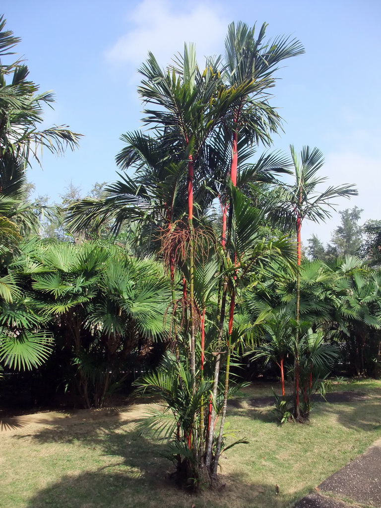 Trees at the Xinglong Tropical Garden