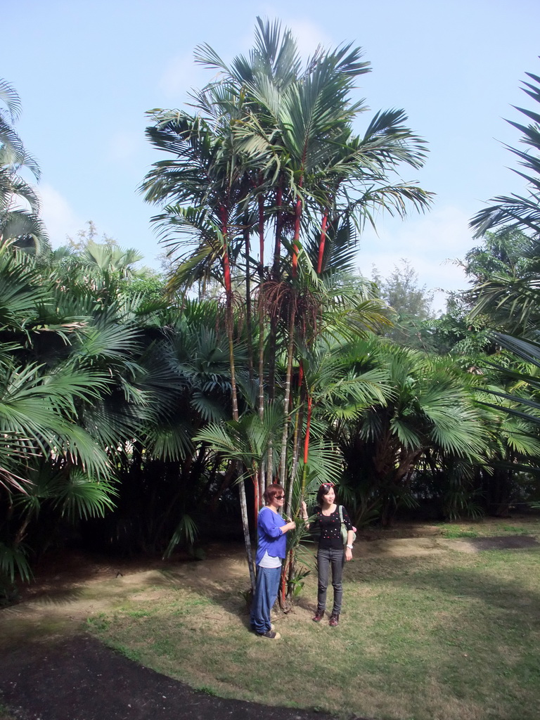 Miaomiao and Mengjin with some trees at the Xinglong Tropical Garden