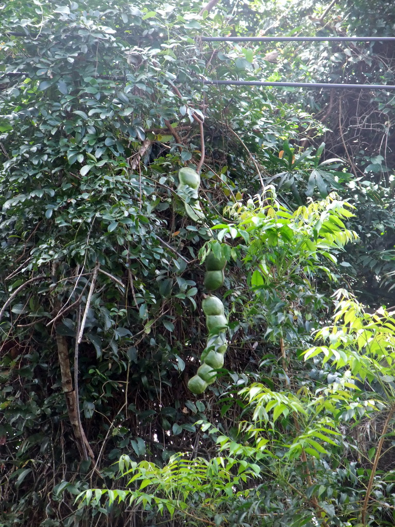 Large beans hanging in a tree at the Xinglong Tropical Garden