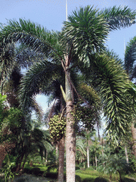 Tree with fruit at the Xinglong Tropical Garden