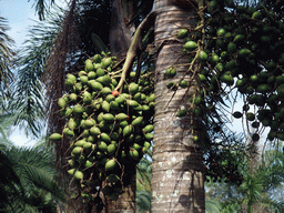 Fruit in a tree at the Xinglong Tropical Garden