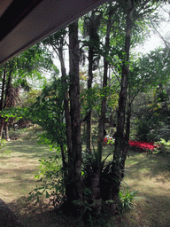 Trees at the Xinglong Tropical Garden, viewed from our touring car