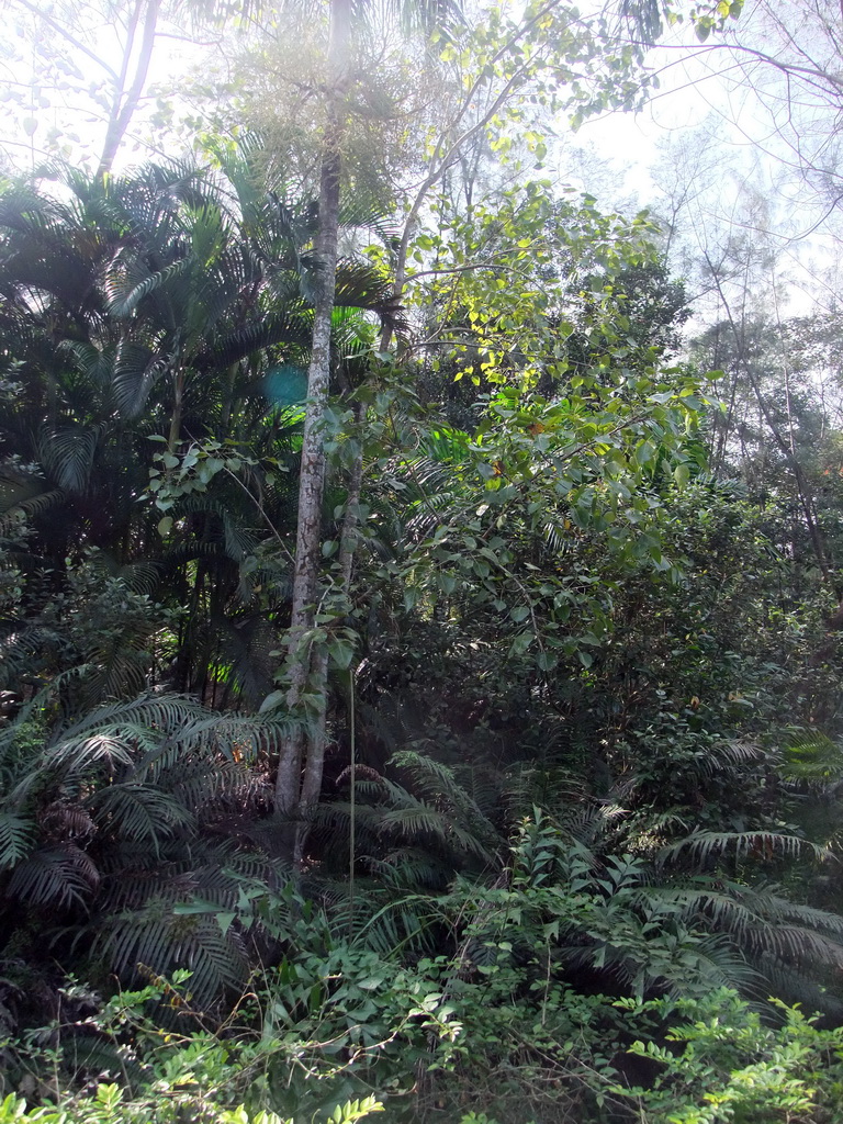 Trees and plants at the Xinglong Tropical Garden