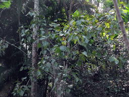 Trees and plants at the Xinglong Tropical Garden