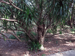 Cambodian Dragon Tree at the Xinglong Tropical Garden