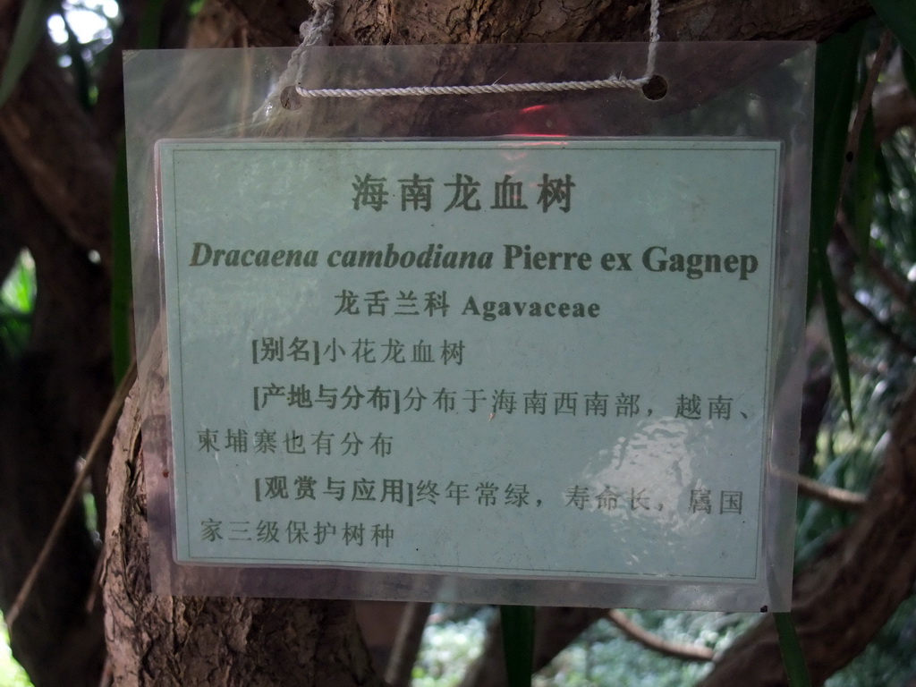 Sign with tree name `Dracaena cambodiana` (Cambodian Dragon Tree) at the Xinglong Tropical Garden