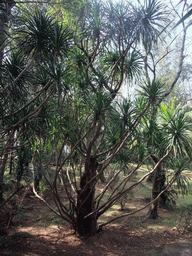 Cambodian Dragon Tree at the Xinglong Tropical Garden