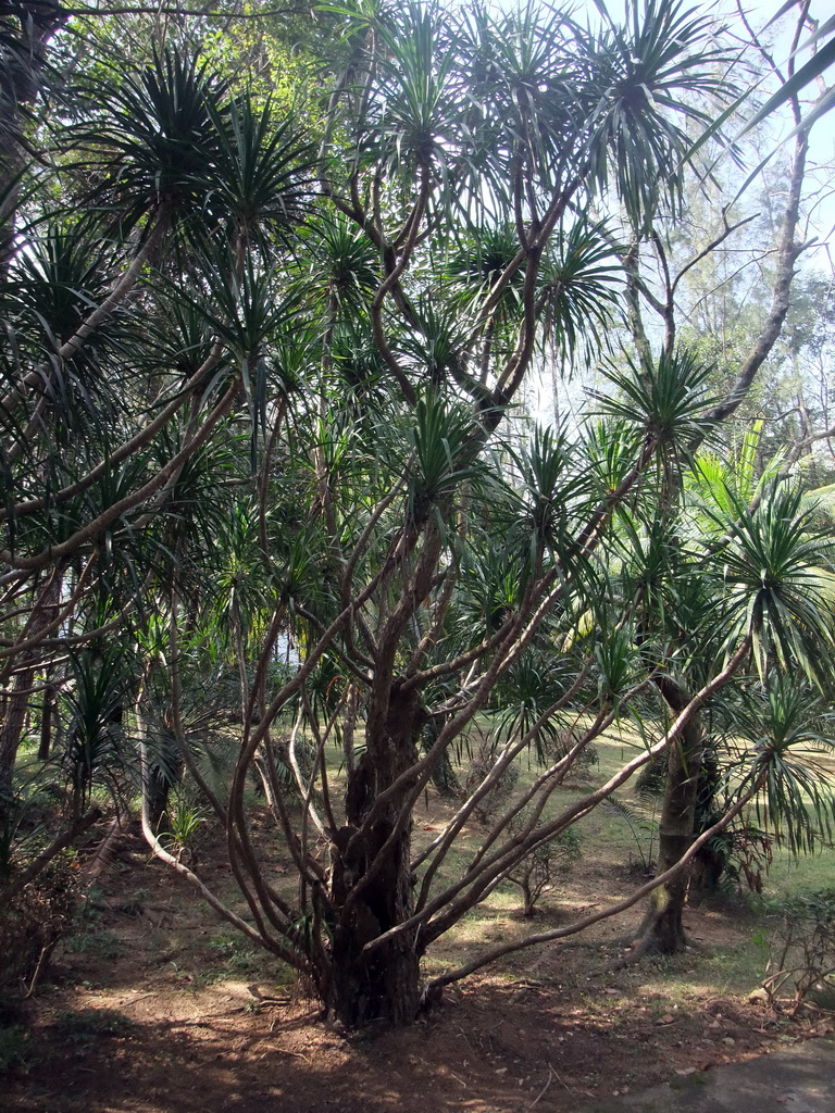 Cambodian Dragon Tree at the Xinglong Tropical Garden