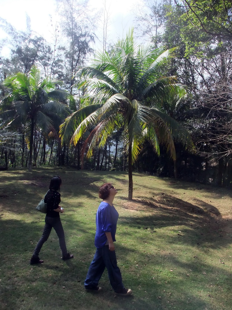 Miaomiao and Mengjin with a palm tree at the Xinglong Tropical Garden