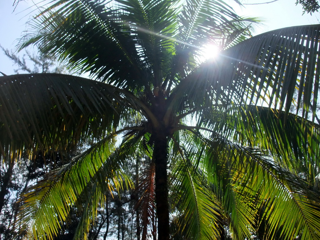 Palm tree with fruit at the Xinglong Tropical Garden