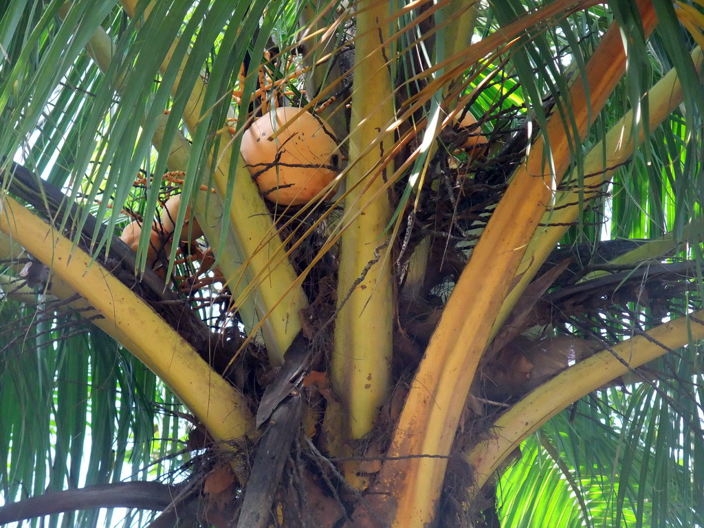 Fruit in a palm tree at the Xinglong Tropical Garden