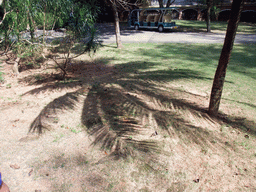 Shadow of a palm tree and our touring car at the Xinglong Tropical Garden