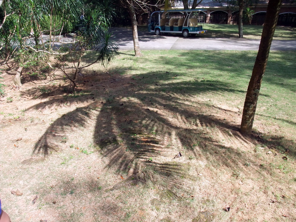 Shadow of a palm tree and our touring car at the Xinglong Tropical Garden