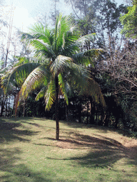 Palm tree at the Xinglong Tropical Garden