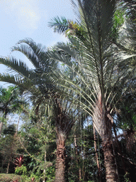 Palm trees at the Xinglong Tropical Garden