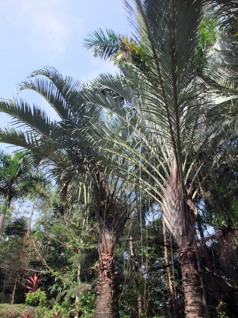 Palm trees at the Xinglong Tropical Garden