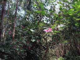 Flowers in a tree at the Xinglong Tropical Garden