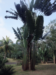 Palm trees at the Xinglong Tropical Garden