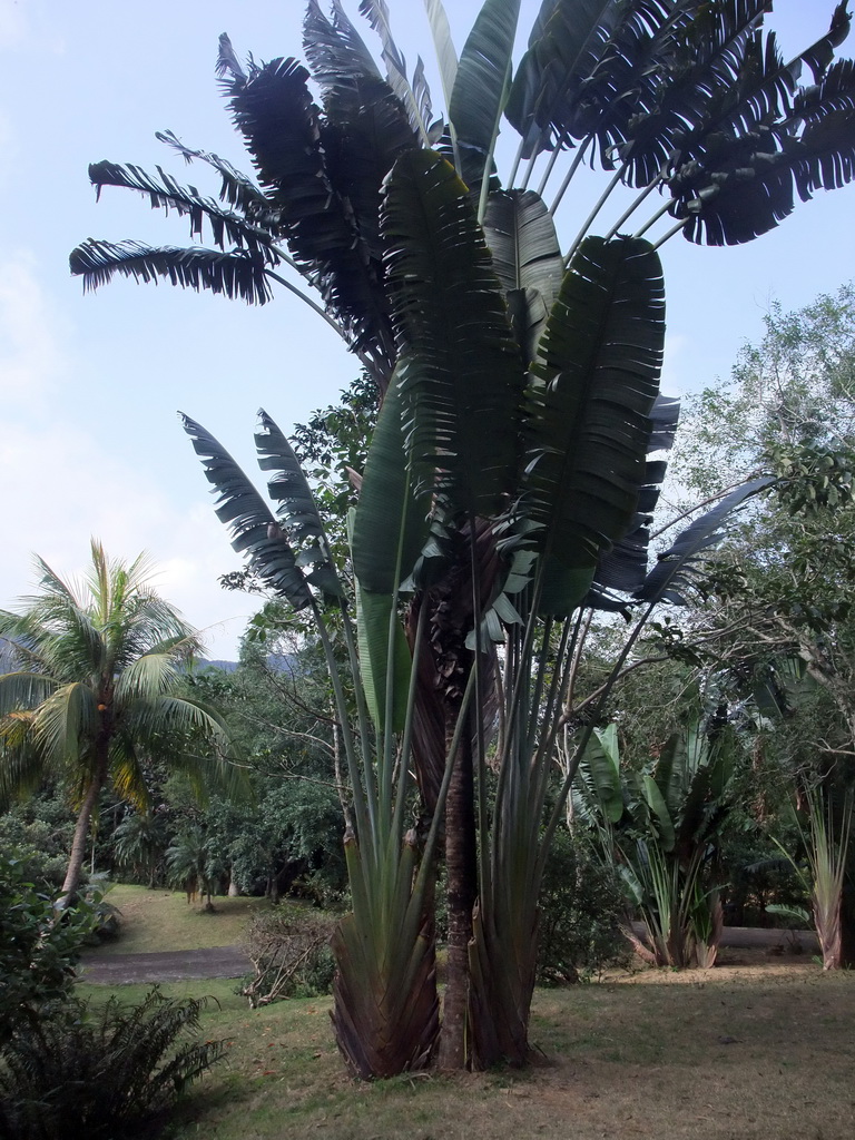 Palm trees at the Xinglong Tropical Garden