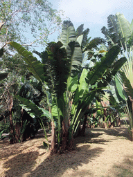 Palm trees at the Xinglong Tropical Garden