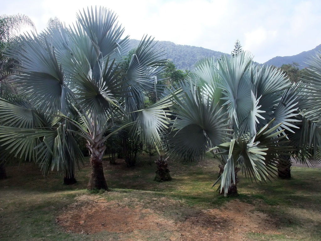 Palm trees at the Xinglong Tropical Garden