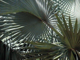 Leaves of a palm tree at the Xinglong Tropical Garden