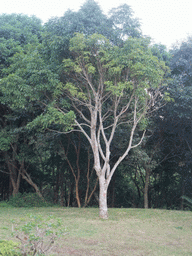 Tree at the Xinglong Tropical Garden