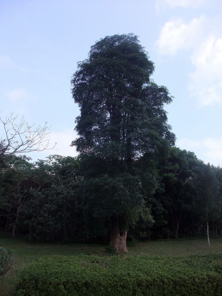 Tree at the Xinglong Tropical Garden