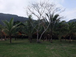 Trees at the Xinglong Tropical Garden