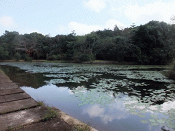 Pool with lily pads at the Xinglong Tropical Garden