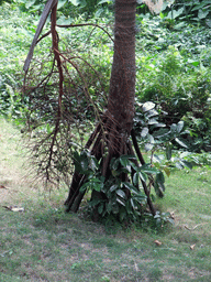 Tree with fruit at the Xinglong Tropical Garden