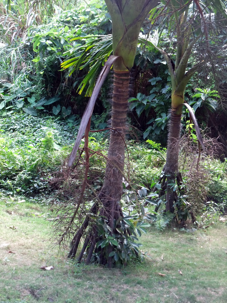 Trees with fruit at the Xinglong Tropical Garden