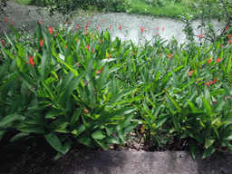 Flowers at the Xinglong Tropical Garden