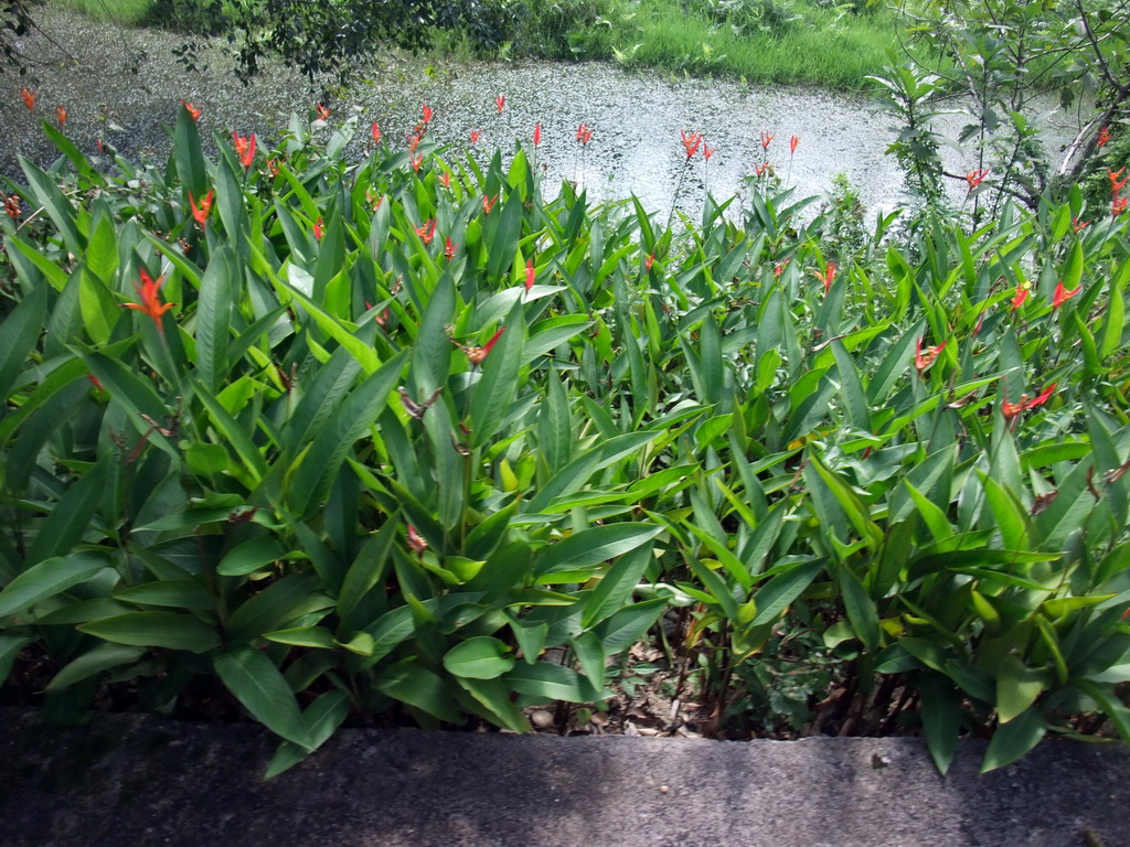 Flowers at the Xinglong Tropical Garden