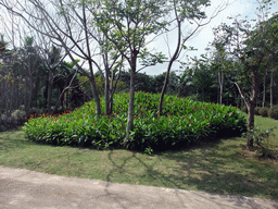 Flowers and trees at the Xinglong Tropical Garden