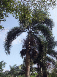 Tree with fruit at the Xinglong Tropical Garden