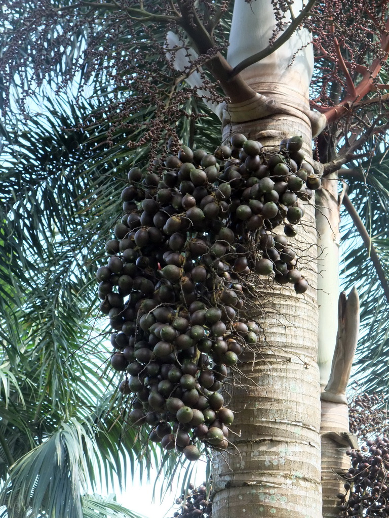 Fruit in a tree at the Xinglong Tropical Garden