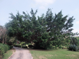 Large tree at the Xinglong Tropical Garden