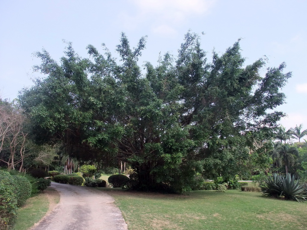 Large tree at the Xinglong Tropical Garden