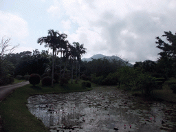 Pool with lily pads and palm trees at the Xinglong Tropical Garden