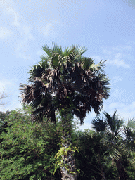 Palm tree at the Xinglong Tropical Garden