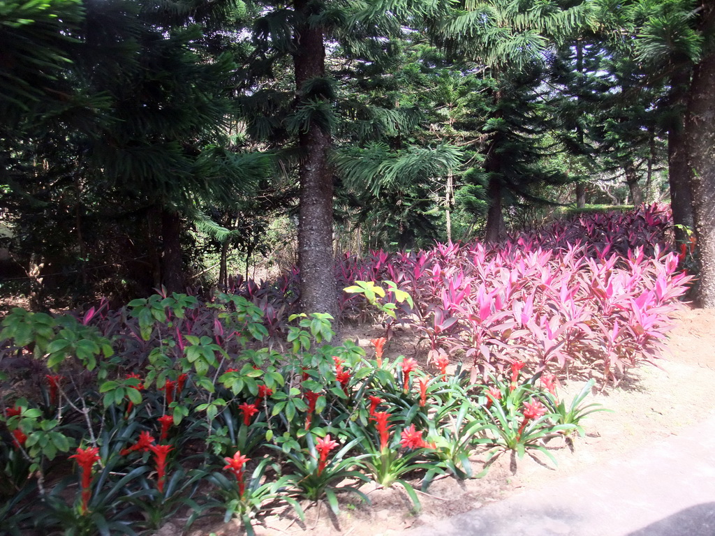 Flowers at the Xinglong Tropical Garden