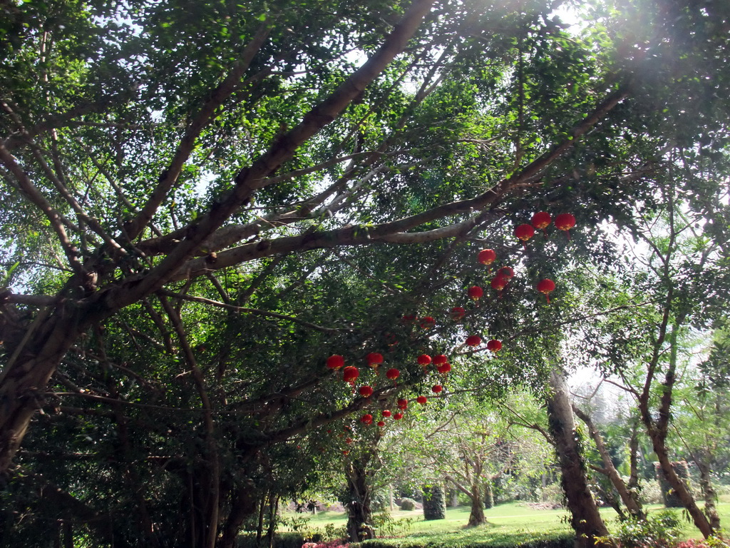 Lampions in a tree at the Xinglong Tropical Garden