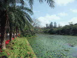 Pool with lily pads and palm trees at the Xinglong Tropical Garden