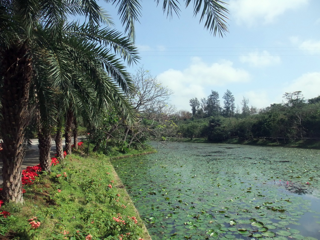 Pool with lily pads and palm trees at the Xinglong Tropical Garden