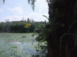 Flower in a tree and a pool with lily pads at the Xinglong Tropical Garden
